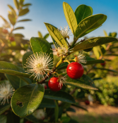 Psidium cattleyanum – Jahodový stromek  (1/2)